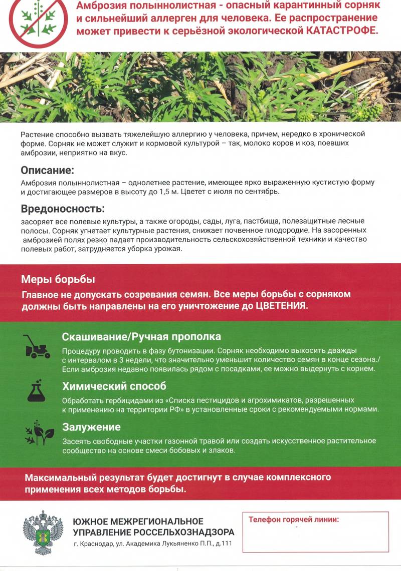 Амброзия полыннолистная - опасный карантинный сорняк
